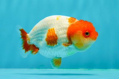 A Grade Red White LionQueen 4 inches #0202LC_11