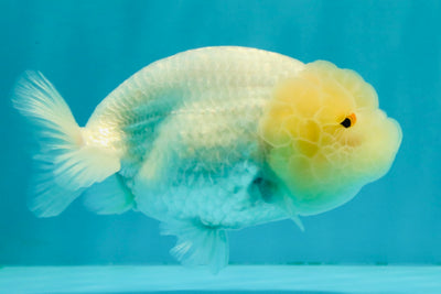 White Lionchu Female 4.5-5 inches #051526LC_15