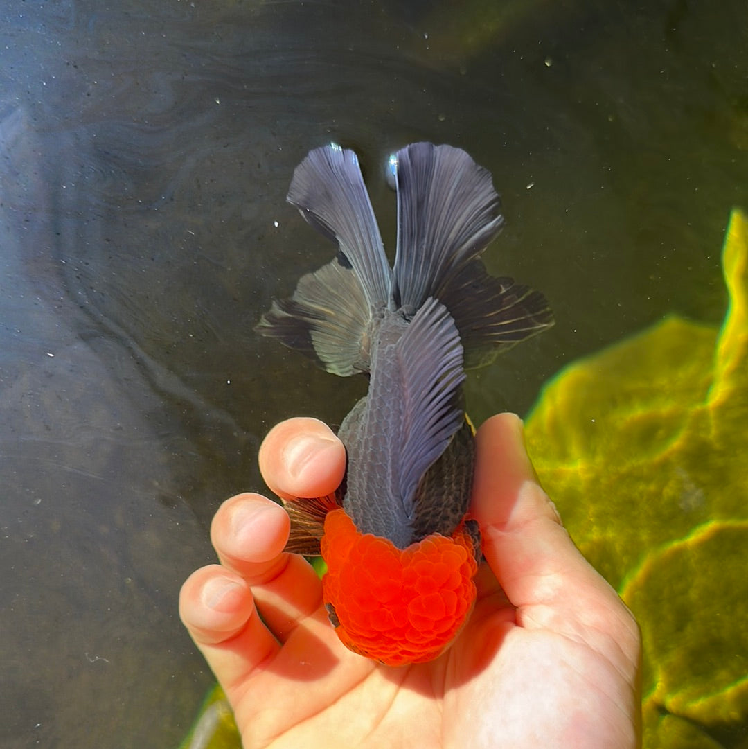 Oranda tricolor de grado A macho de 4,5 pulgadas #0908OR_07