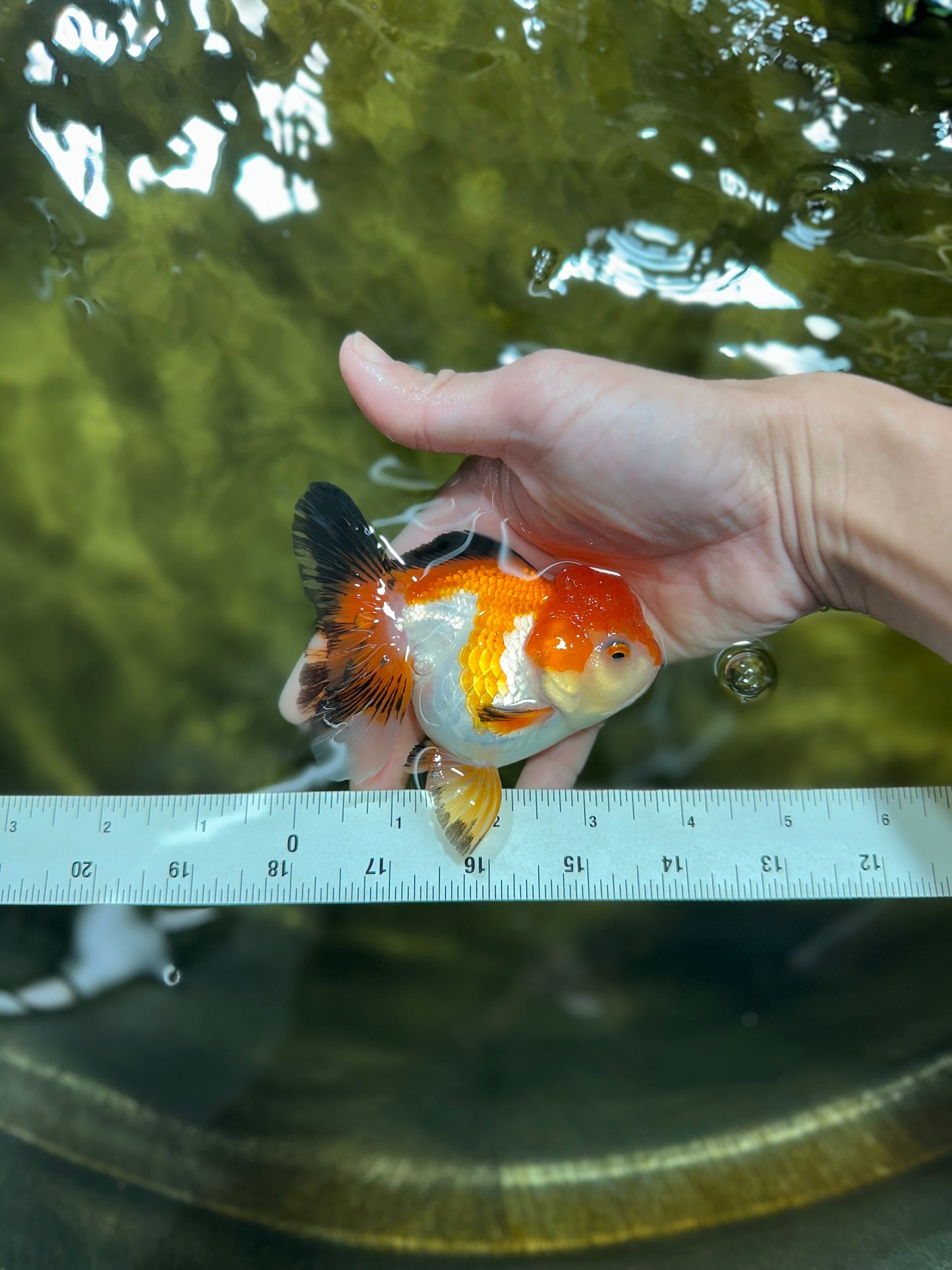 Tricolor Oranda Female 3.5-4 inches #032125OR_04