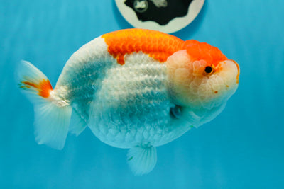 AAA Grade Red White LionQueen 5.5-6 inches #1020LC_16