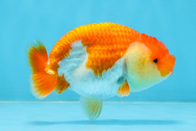 A Grade Red White LionQueen 4 inches #112125LC_06