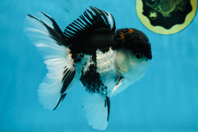 A Grade Tricolor Oranda Male 5-5.5 inches #062725OR_19