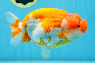 A Grade Red White LionQueen 5.5 inches #080825LC_28