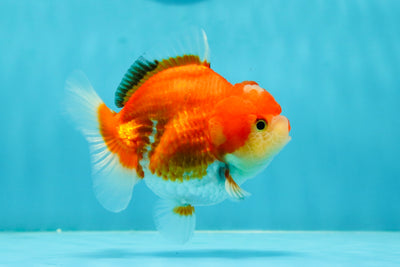 AAA Grade Super Rounded Red White Yuanbao Female 4 inches #1110YB_10