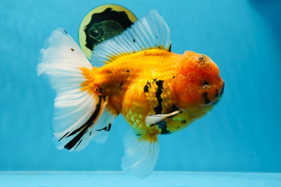 A Grade Tiger Flash Oranda Male 7 inches #020725OR_04