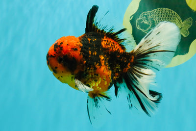 SPECIAL AAA Grade Tiger Oranda Male 6 inches #073126OR_23