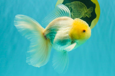 A Grade White Oranda Male 5-5.5 inches #102326OR_18