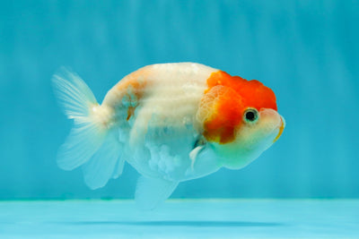 👶 Baby Sakura Nacre Lionchu Male 3.5 inches #0216LC_08