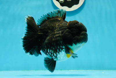 Femelle Kirin Yuanbao bleue de qualité AAA 5 pouces #0301YB_11