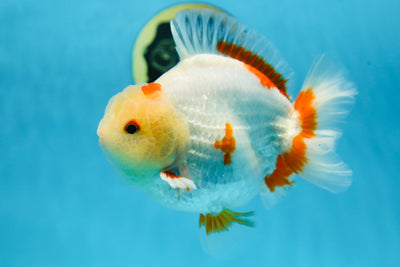 AAA Grade BEAUTIFUL Red White Yuanbao Male 5.5 inches #091225YB_02