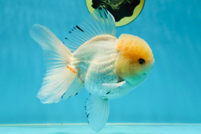 AAA Grade White Oranda Male 5.5 inches #050925OR_45