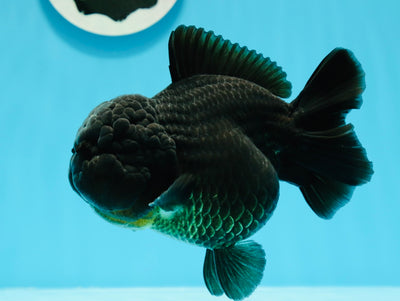 AAA Grade Super Chunky Solid Black Yuanbao Female 5 inches #0503YB_40