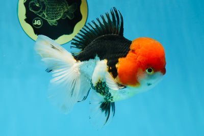 AAA Grade Deadpool Red Head Tricolor Oranda Male 5 inches #022125OR_11