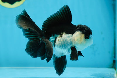 A Grade Young Panda Button Eyes Oranda Male 4.5-5 inches #061325_03