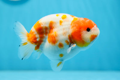 AAA Grade Sakura Ranchu Male 4.5-5 inches #0908LC_01