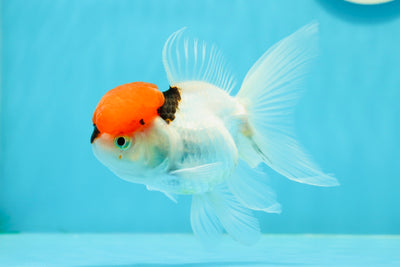 Tricolore Oranda Femelle 4,5 pouces #0119OR_10