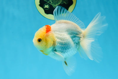 A Grade Goldie Luxe Lemonhead Oranda Male 4.5 inches #022125OR_10