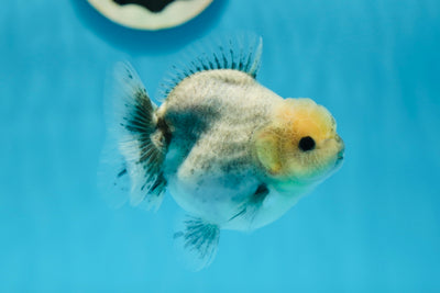 Granit à tête de citron de qualité A Yuanbao mâle 4 pouces #0811YB_13