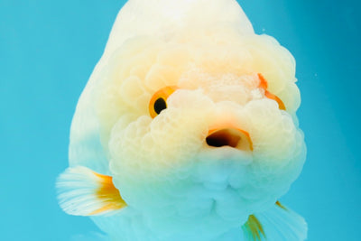 AAA Grade Big Wen White Lipstick LionQueen 5.5 inches #0607LC_22