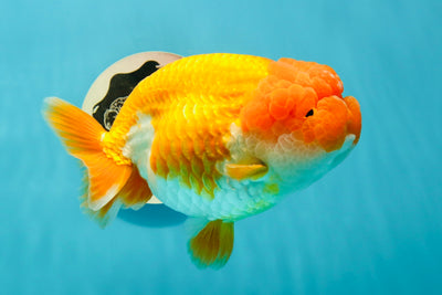 AAA Grade Chubby Mirinda Red White LionQueen 6 inches #0315LC_10