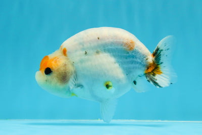 New ✨ A Grade Marble Blue Base LionKing 4.5-5 inches #0426LC_02