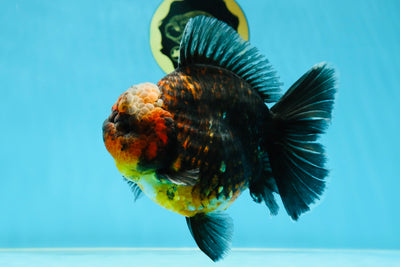AAA Grade Godzilla Kirin Oranda Male 5.5 inches #050925OR_50