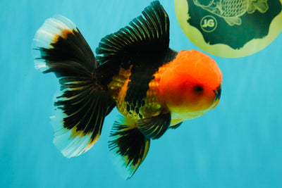 A Grade Apache Oranda Male 5.5 inches #102326OR_15