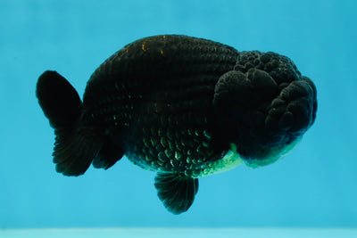 A Grade Black LionKing 4-4.5 inches #050925LC_13