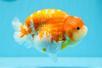 AAA Grade Super Special Sakura Tiny Tail LionQueen 4.5 inches #0503LC_32