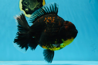 AAA Grade Dark Tiger Godzilla Oranda Female 6.5-7 inches #060625OR_13
