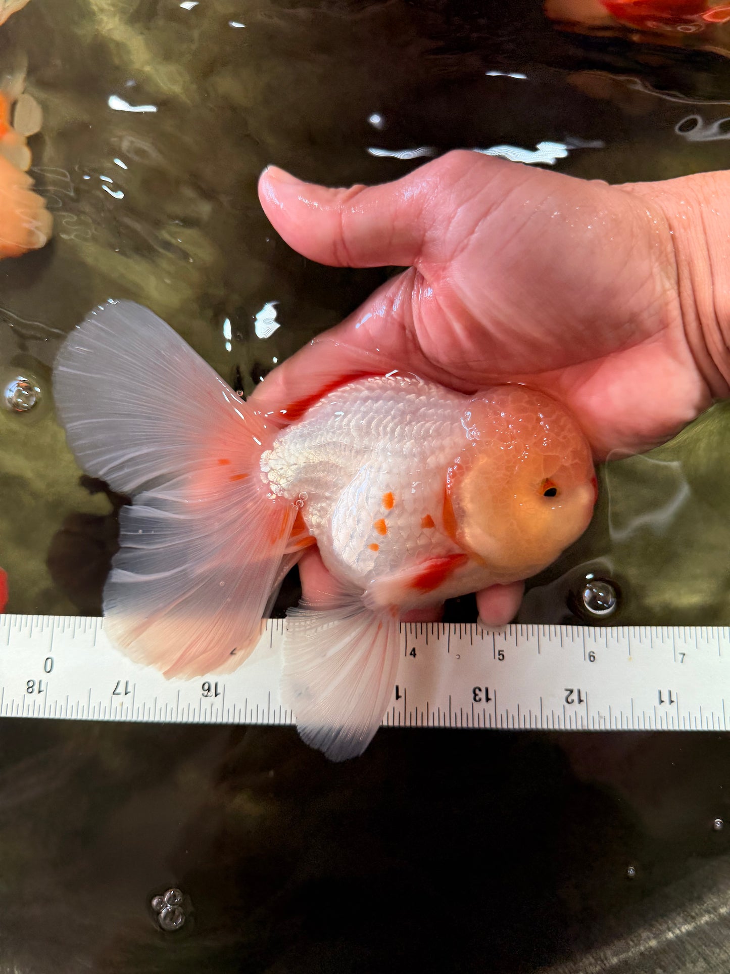 CHICKIE A Grade Red White Oranda Male 6 inches #090426OR_12