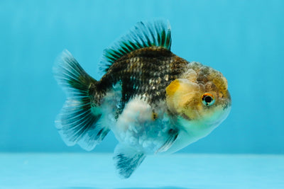 AAA Grade Kirin Yuanbao Male 3.5 inches #1027YB_11