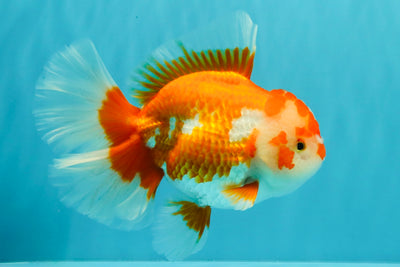 UNIQUE AAA Grade Red White Oranda Female 6.5-7 inches #032026OR_04