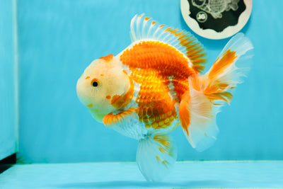 AAA Grade Clown Red White Rose Rail Oranda Female 6 inches #0223OR_16