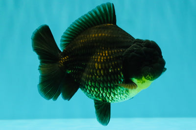 AAA Grade Black Yuanbao Female 4.5 inches #100226YB_11
