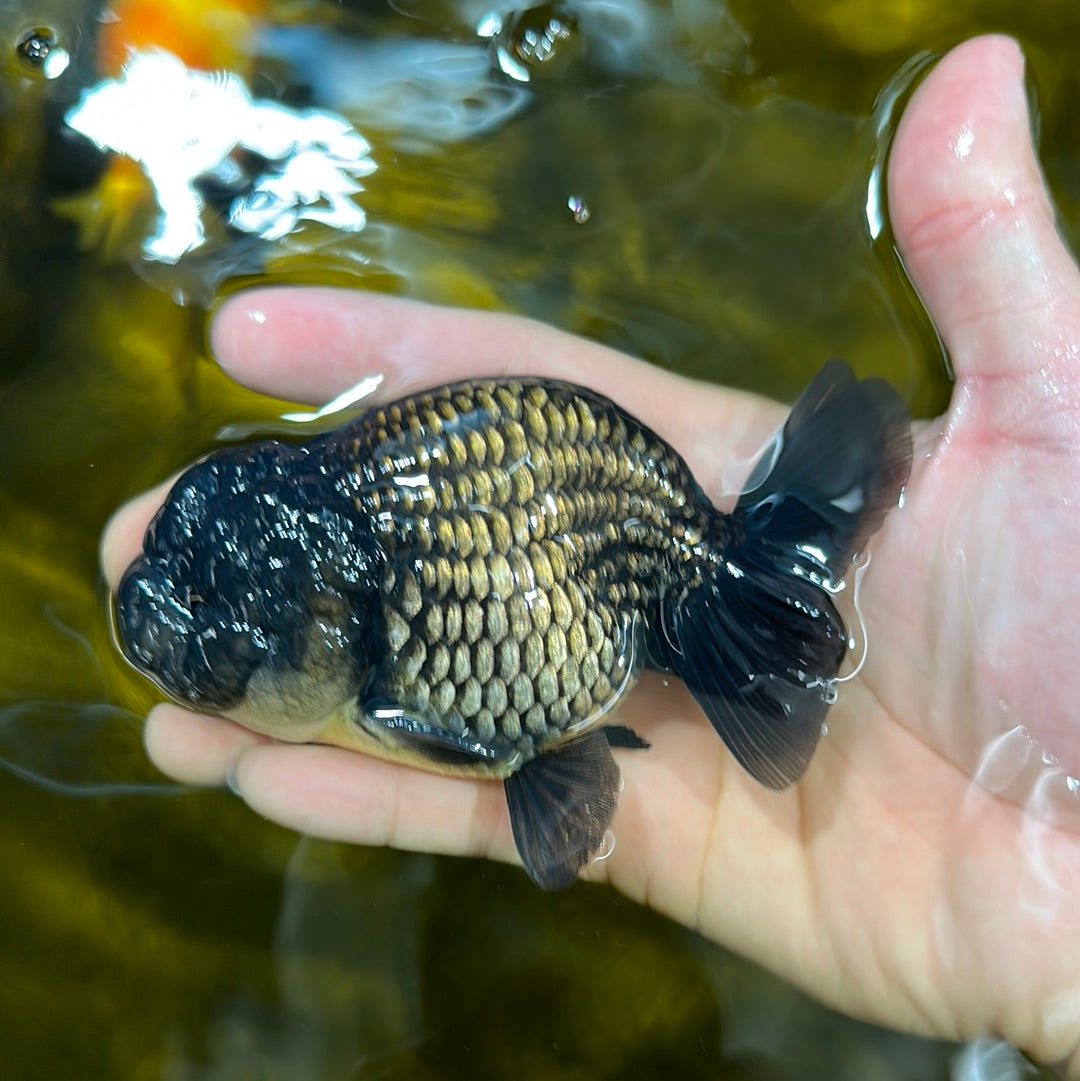 Cheeky Black Lionchu Male 4-4.5 inches #1103LC_22