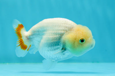 😙 Baby Lemonhead Lionchu Female 3.5-4 inches #0301LC_02