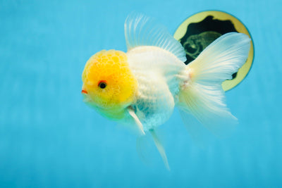 A Grade LIPSTICK Lemonhead Oranda Male 5-5.5 inches #082225OR_17