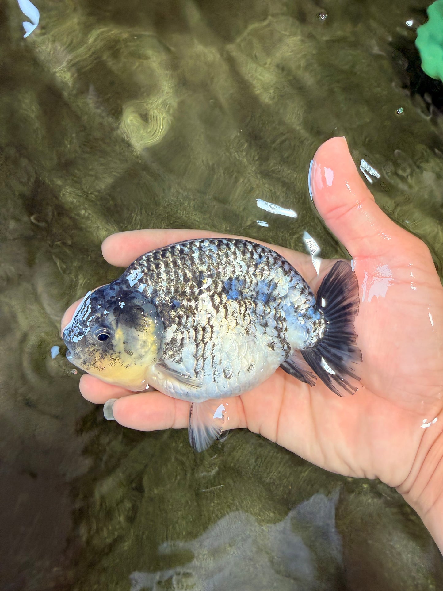 A Grade Tiger Ranchu Male 5 inches #080726RC_30