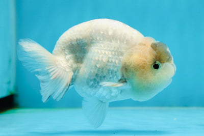 A Grade Snow Sakura LionKing 4-4.5 inches #011025LC_02