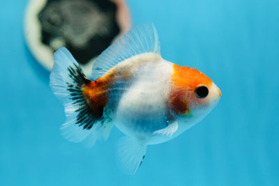 Calico Oranda Femelle 3,5 pouces #0901OR_14