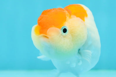 🐣 New Baby Sakura Tail Deformed Lionchu Female 3.5 inches #0223LC_02