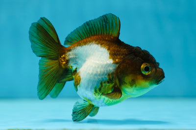 Panda Yuanbao Femelle 3,5-4 pouces #0804YB_18