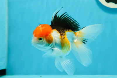 Grade A 🔴 Oranda Tricolore Mâle 4,5 pouces #0112OR_07