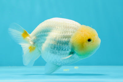 ❄️ Snow White Bright Lemonhead Male 4.5 inches #0524LC_16