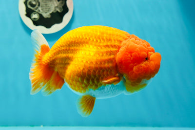 AAA Grade Super Wen Mirinda LionQueen 6 inches #0308LC_02