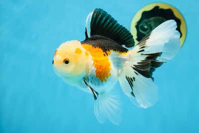 A Grade Button Nose Tricolor Oranda Female 5 inches #020725OR_19