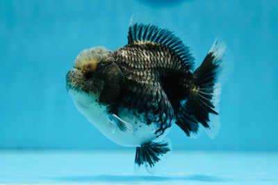 AAA Grade RARE Blue Kirin Yuanbao Female 4 inches #0811YB_10