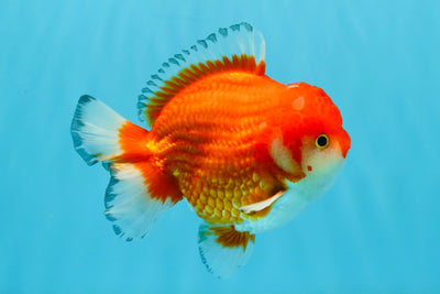 SPECIAL AAA Grade Red White Yuanbao Male 5-5.5 inches #032726YB_02